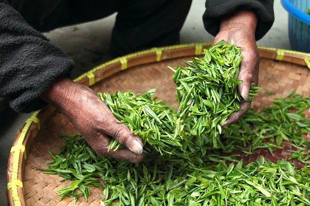 fresh-tea-leaves